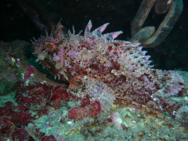 Discovery Unique Subwater 